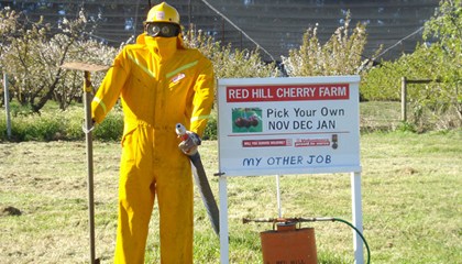 Scarecrows 2011